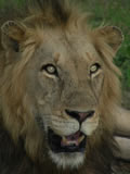 Male Lion 2, Thornybush Game Reserve, &copy;Therese Killeen
